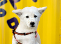 경북 포항시 법원로 39번길에서 흰황색 강아지 발견 보호