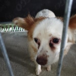 전남 나주시 산포면 덕례리에서 흰갈색 강아지 발견 보호