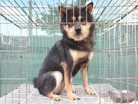 경기 여주 산북면 백자리에서 블랙탄색 강아지 발견 보호