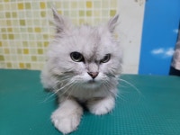 충남 아산 탕정면 한라2차에서 페르시안 친칠라 발견 보호