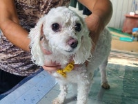 경남 창원 상남시장로 38에서 말티즈 발견 보호