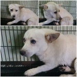 경기 남양주 화도읍에서 강아지 발견 보호