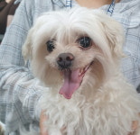 경기 양평 옥천면 고읍로에서 말티즈 발견 보호