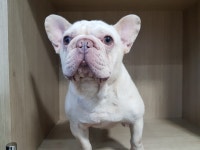 경기 광주시 오포 양벌리에서 프렌치 불독 발견 보호