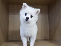 경기 광주시 초월읍 선동리에서 오드아이 포메라니안 발견 보호