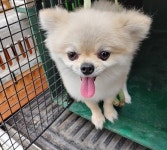 경남 창원 월영마을 동아2차에서 포메라니안 발견 보호