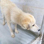 경북 영덕 화림산에서 베이지색 강아지 발견 보호