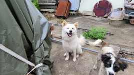 강원 강릉 왕산면 왕산주유소 뒤에서 진돗개 발견 보호