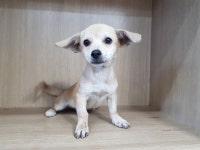 경기 광주시 오포읍 능평리에서 갈색 3개월령 강아지 발견 보호