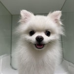 대구 중구 달구벌대로 대신자이아파트에서 포메라니안 발견 보호