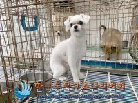경기 동두천 지행동에서 말티즈 발견 보호