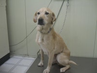 경기 가평 봉수리에서 라브라도 리트리버 발견 보호