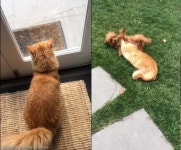 이웃집 강아지와 절친된 고양이..집사야 나 친구랑 놀다 올게!