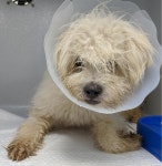 충남 서산 부석면 강수1길에서 흰색 강아지 발견 보호