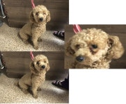 부산 연제 거제대로178번길에서 푸들 발견 보호