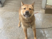 광주 광산구 월곡119안전센터에서 갈색 강아지 발견 보호