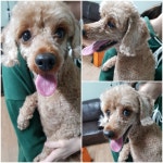 경기 평택 통미로에서 푸들 발견 보호