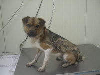 경기 가평 운악리에서 강아지 발견 보호