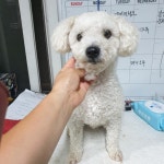 경북 경주 불국사119에서 흰색 복슬 강아지 발견 보호