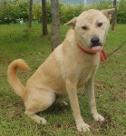 충남 아산 권곡동에서 진도 믹스 발견 보호