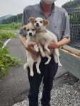충남 서천 문산면에서 황흰색 강아지 발견 보호