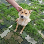 강원 속초 시외버스터미널에서 황색 강아지 발견 보호