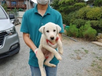 경기 고양 내유동에서 강아지 발견 보호