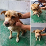 경기 남양주 화도읍에서 강아지 발견 보호