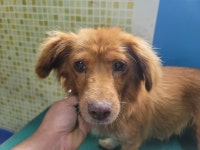 충남 아산 권곡주공아파트에서 강아지 발견 보호