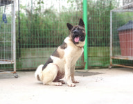 경기 여주 북내면에서 아키다 발견 보호