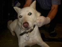 경기 오산 성호대로141에서 진돗개 발견 보호