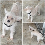 경기 화성 우정읍에서 강아지 발견 보호