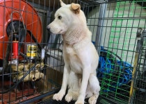 경남 창원 장천동에서 강아지 발견 보호