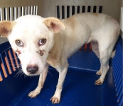 경북 영덕 천전리에서 강아지 발견 보호..버려진 개농장에 남겨진