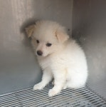 충남 논산 연무에서 강아지 발견 보호