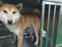 충북 충주 충주호수로에서 시바 발견 보호