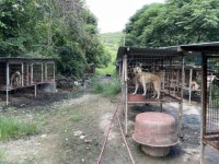 진돗개 고장 진도에 식용 진돗개 농장이라니...