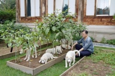 봄 여름 가을 겨울 아름 다운 강산, 청와대 풍산개 7마리 전국 지자체로