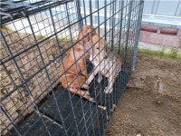 전북 부안군 격포에서 갈색 강아지 발견 보호