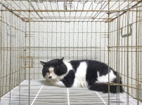 경기 여주 천문동 신특사 입구에서 턱시도 고양이 발견 보호