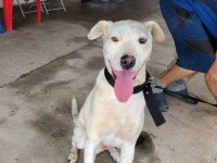 경기 안산소방서119구조대에서 강아지 발견 보호