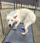 경기 파주 월롱에서 강아지 발견 보호