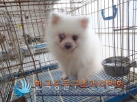 서울 동대문구 답십리동에서 포메라니안 발견 보호