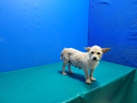 경북 경산 남산에서 강아지 발견 보호