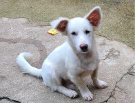 전남 곡성 오곡면사무소에서 강아지 발견 보호