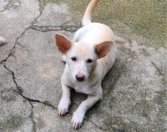 전남 곡성 오곡면사무소에서 강아지 발견 보호