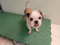 경북 포항시 용당로 117번지에서 시츄 발견 보호