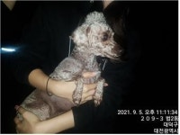 대전 대덕 중리동 청소년회관에서 푸들 발견 보호