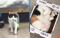 세상 행복한 표정으로 고양이 세수하는 냥이..깨끗하면 기분이 좋거든요