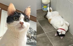 세상 행복한 표정으로 고양이 세수하는 냥이..깨끗하면 기분이 좋거든요